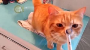 ПРИКОЛЫ С КОТАМИ подборка 2018 JOKES WITH CATS Funny cat Прикольные кошки и котята! падают в воду