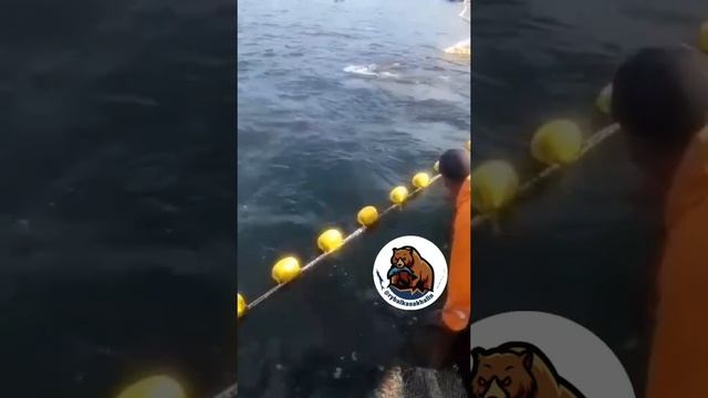 Рыболовы около Итурупа помогли трем китам выбраться из сетей