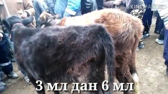 #каналга #обуна #булинг шамби молбозор нархлари смотреть онлайн