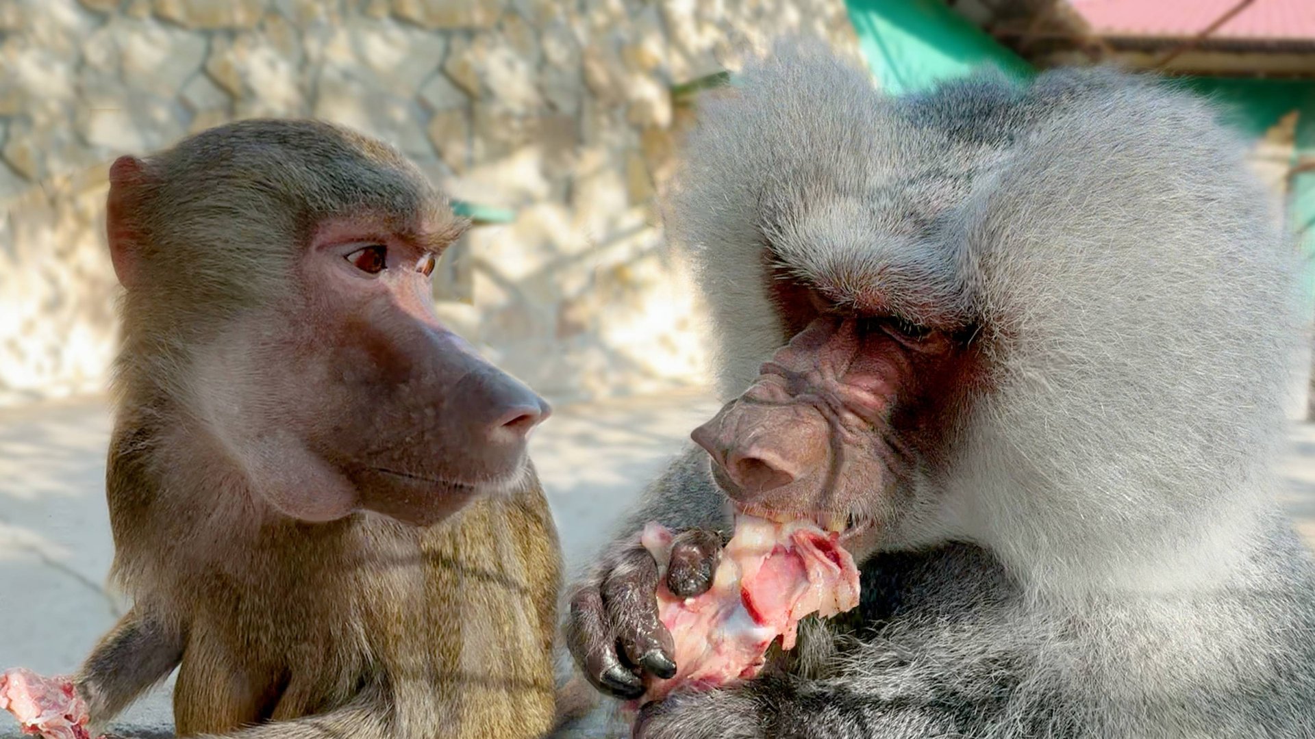 Макаки СБРОСИЛИ Лизу С КРЫШИ ВОЛЬЕРА! Что творят обезьяны! Любовь затмила Елисею и Лиде все глаза! смотреть онлайн