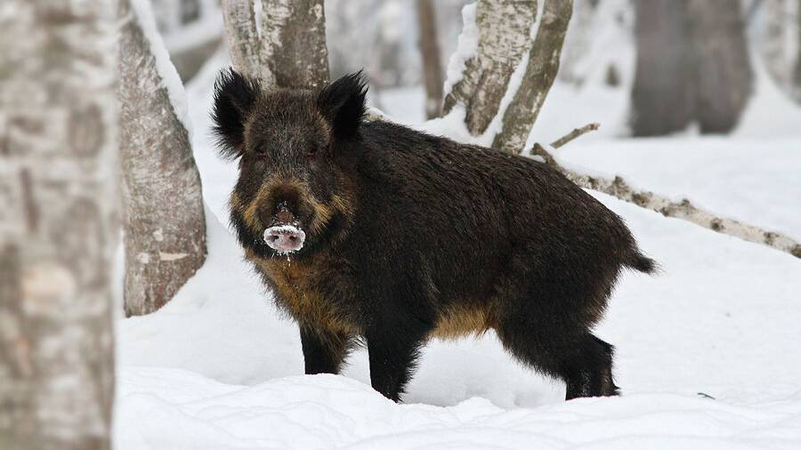 Охота на тропе.Два кабана.Засидка в снегу. смотреть онлайн