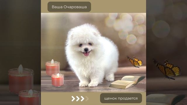 Шпиц Пазии