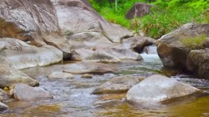 Звук ручья в лесу. Звуки живой природы для релаксации и сна. Медитация.