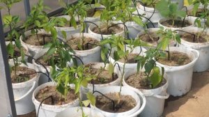 Капельный полив микротрубками.