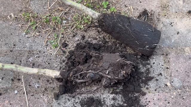 Распаковка. Штамбы из интернет магазина Процветок. По? смотреть онлайн