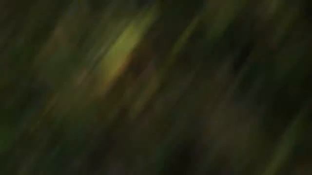 По лесной грунтовой дороге идёт с видеокамерой смотреть онлайн