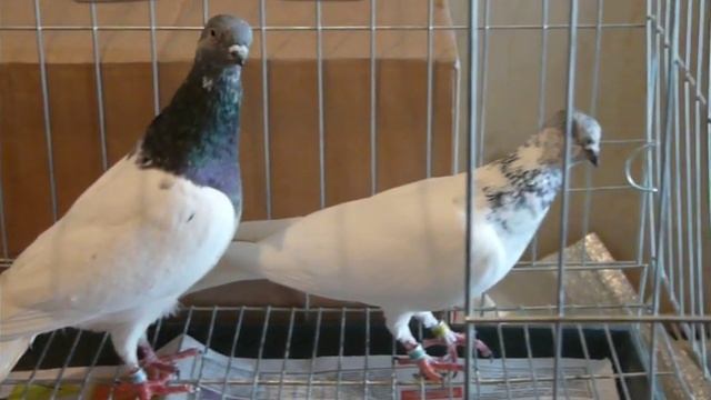 Венгры 1 смотреть онлайн