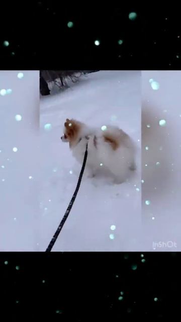 Наша шпице-деточка 💋🐶🥰🥰🥰 смотреть онлайн