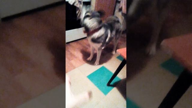 Хаски просит поиграть с ней) смотреть онлайн