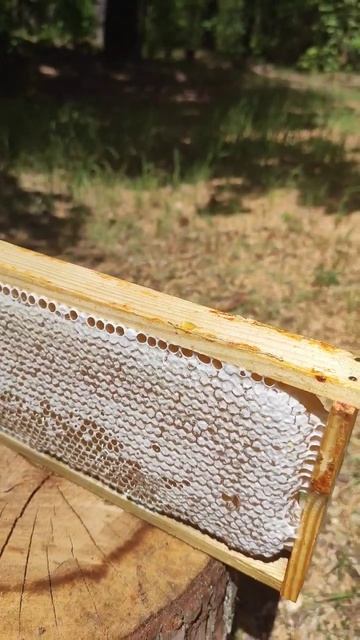 Первый #Мед 🍯 в #2023 году #Shorts #пчеловодство #пасека #сотовыймед #пчелы #медосбор #медовыймесяц