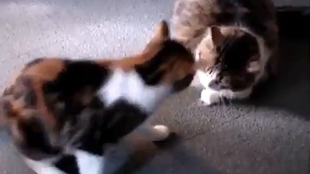 Ну и зачем нужно было затевать драку Kisa Smile Прикольные фото и видео с кошками смотреть онлайн
