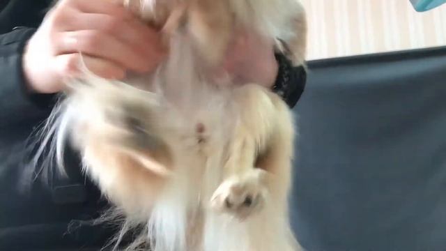 Веселый шпиц на прогулке