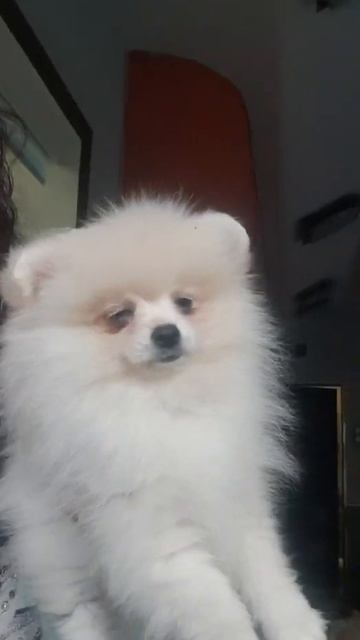 Кремовая помераночка. Продажа