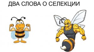 Два слова о селекции пчёл на приусадебной пасеке
