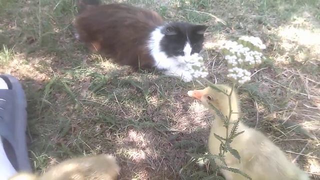 Маша охраняет 🙂 на даче наслаждаемся солнечным днём 😉 смотреть онлайн