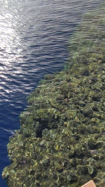 Прозрачная красота Красного моря. смотреть онлайн