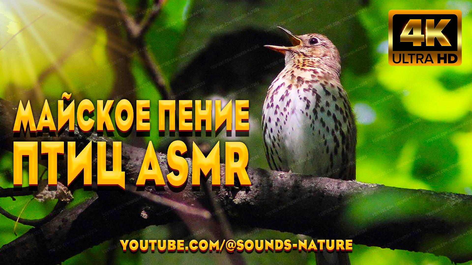 Майское Пение Птиц В Лесу - Это Источник Энергии И Радости. Звуки Природы ASMR.