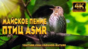 Майское Пение Птиц В Лесу - Это Источник Энергии И Радости. Звуки Природы ASMR.