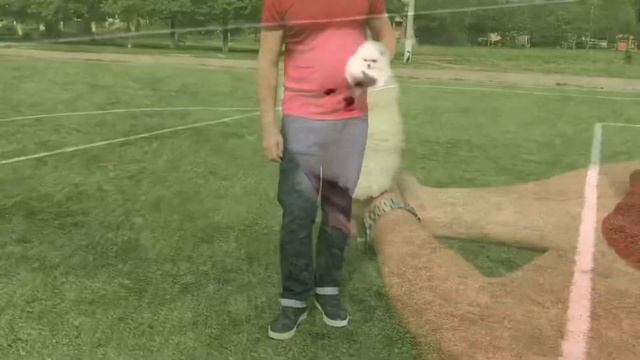 Девочка шпиц Шпиц&CO