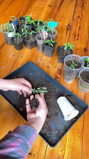 Первая пересадка или пикировка томатов. В конце видео, смотреть онлайн