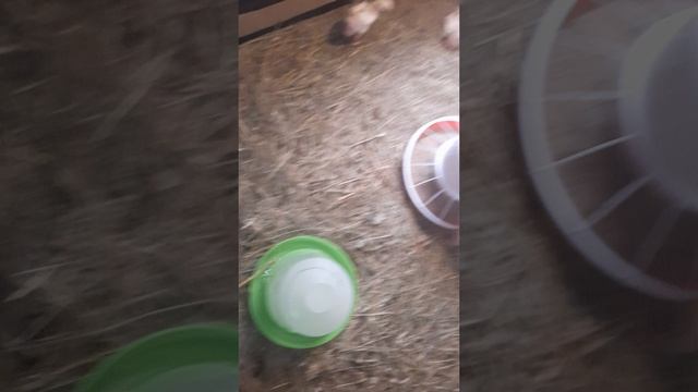 броилер уход смотреть онлайн