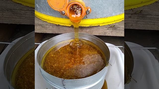 Дело пошло,качаю летний медок 🍯🍯🍯