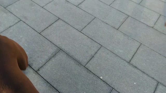 у Илларии куча энергии, пристаёт к Анхель 💖