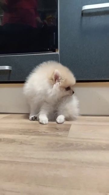 Крем померанский шпиц