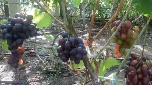Вот эти сорта винограда и  нужны на нашем винограднике