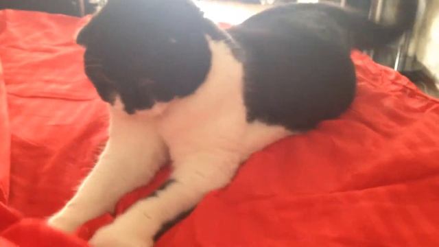 Vlog : Приколы с котами 2014 / Scottish fold cat / Вислоухий кот один день из жизни кота ;)))) смотреть онлайн