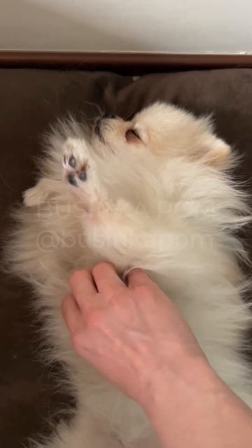 Буся #шпиц стала просить массаж по утрам #pomeranian #собака #cute #dog #померанскийшпиц #собачка смотреть онлайн