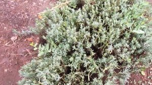 Сравниваю сорта лаванды.