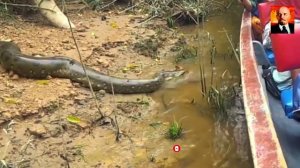 Анаконда в деле. Анаконда Против Крокодила и других животных. Великая и ужасная-
