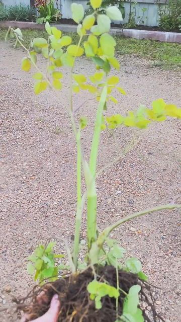 Поделила Василистник Делавея. смотреть онлайн