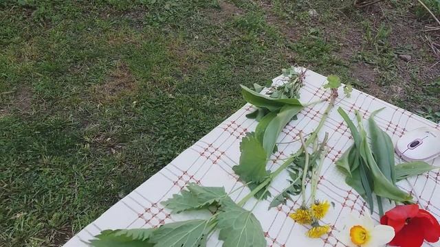 Ботаника Сарсенбаева Х.Ж. Мед фарм колледж смотреть онлайн