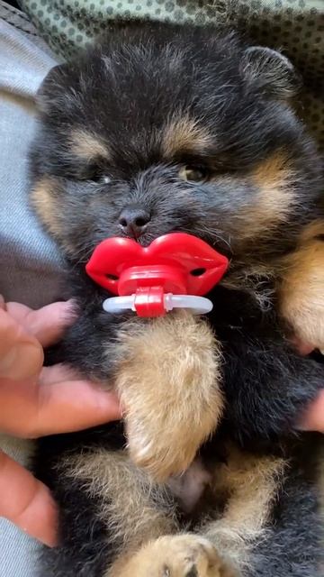 Малыш Померанского Шпица доступен для резерва💕 смотреть онлайн