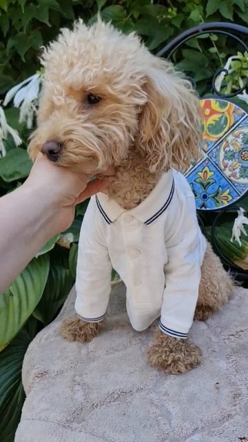 Тайсон мерзнет даже летом!