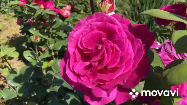 Ошеломительное цветение роз в моем саду, более 60 сортов роз, 3 июля 2022 г.