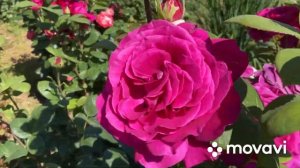 Ошеломительное цветение роз в моем саду, более 60 сортов роз, 3 июля 2022 г.