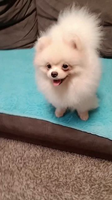 #шпиц. Доброе утро❤🥰