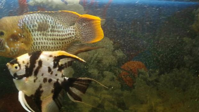 Акара бирюзовая 🐟🐠🐟