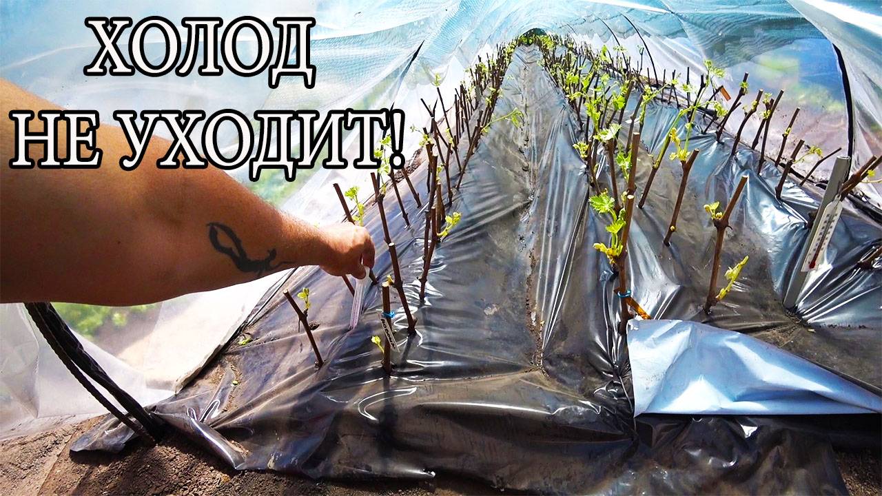 ШКОЛКА ВИНОГРАДА, КОМБИКОРМА, ЦВЕТЫ!