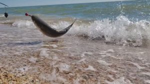 Отличная рыбалка на пиленгаса. Двухдневная сессия на базе "Нептун" 05.11.2025 года