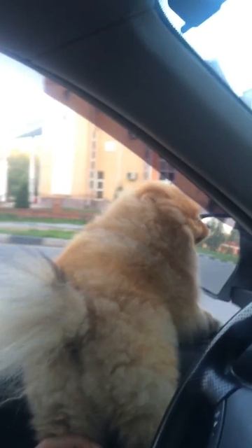 Сладкий шпиц слушает альбом Styx 🤘🏻