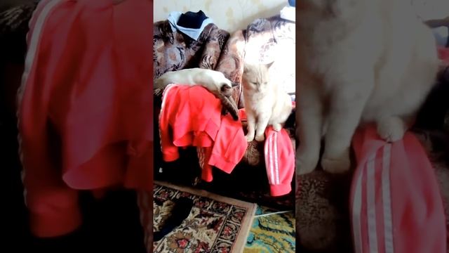 Наш котик снежок