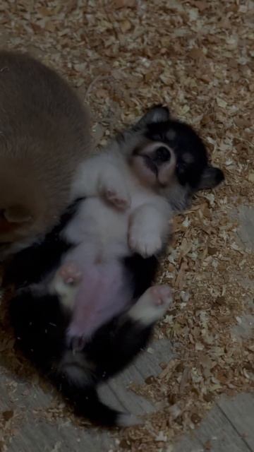 Максимально сладкий сон  😴