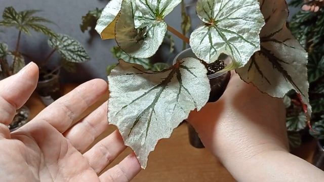 02.07.24.Бегонии Кейн скидка 10% до 07.07.24. успевайте приобрести красоту!