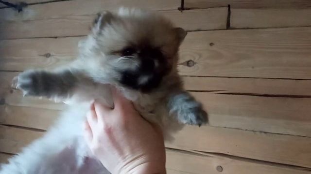 шпицы мини. 89037100053 вотсап. #шпиц (1)