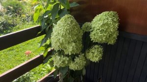 ШОК ГИГАНТ!!! Гортензия РОЯЛ ФЛАУЭР( Royal Flower ) 20.07.2024г