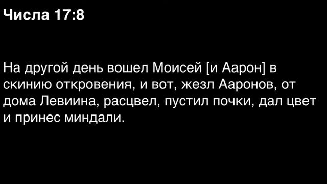 Числа, глава 17 смотреть онлайн